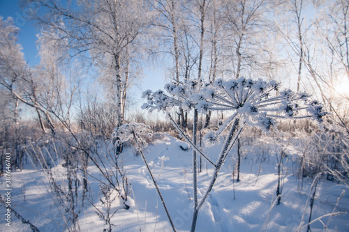 Frozen grass in sunshine