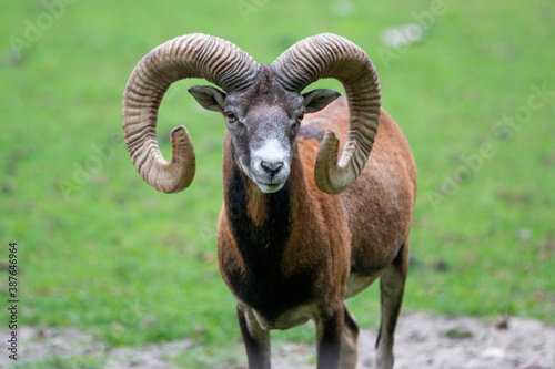 Obraz na plátně European mouflon (in german Europäischer Mufflon) Ovis gmelini musimon, Ovis ori