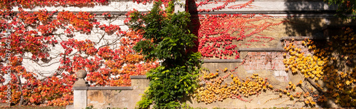 Ausschnitt einer bewachsenen Mauer - wunderschöne herbstliche Farben