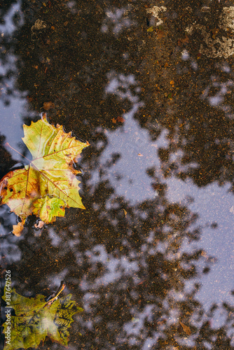 A yellow sycamore leaf floating in water with a reflection of trees
