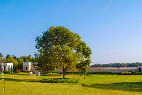 A single tree in front of Salalah palace Oman photo