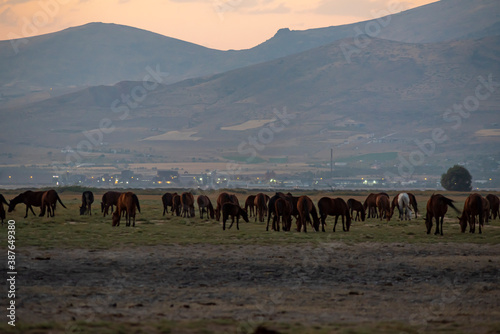 Wild horses and cowboys in the dust at sunset