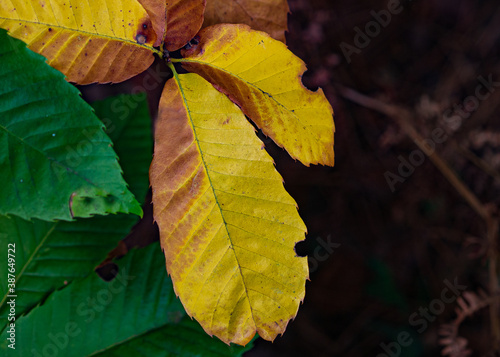 autumn leaves on the tree