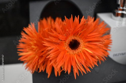 orange gerbera flower