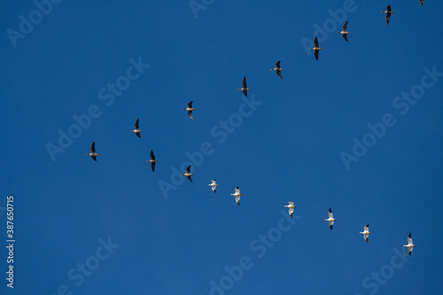 Ducks migrating south