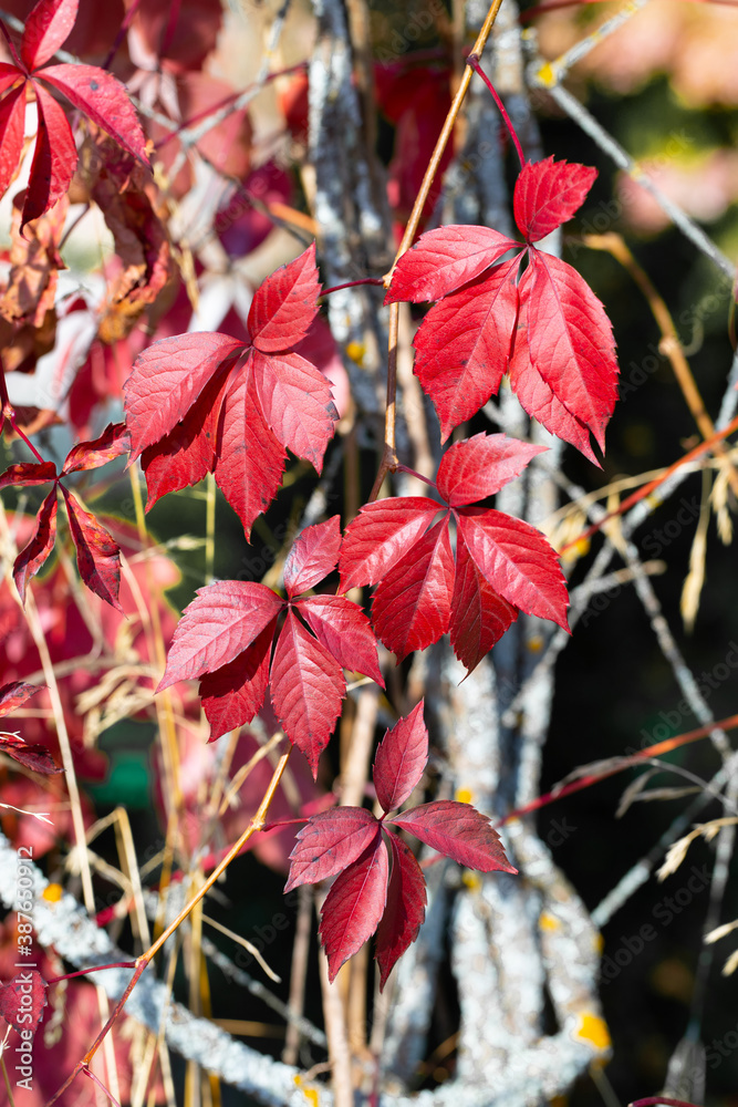 Red, purple leaves of maiden grapes, on a multi-colored background in autumn. Red, purple leaves of maiden grapes, on a multi-colored background in autumn.