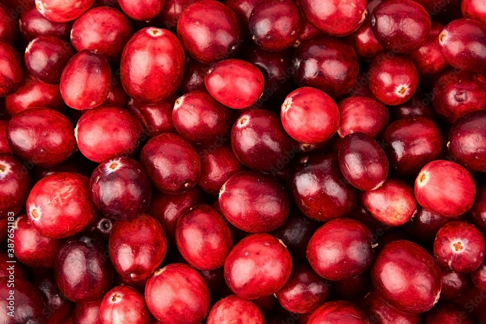 cranberries food background, red fresh autumn berries cranberries food background, red fresh autumn berries