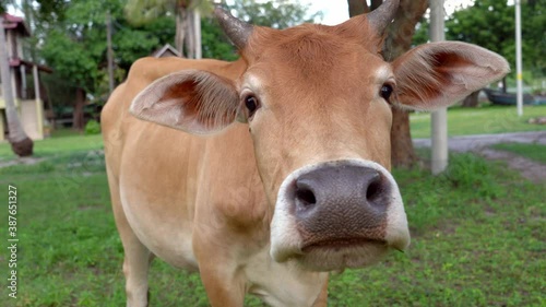 Close-up of a cow grazing in the meadow. The cow tries to lick the camera