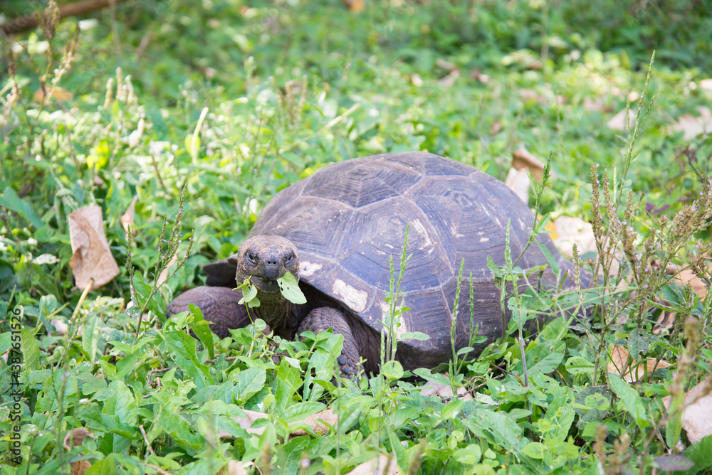 Giant turtle eating grass, Galapagos Giant turtle eating grass, Galapagos