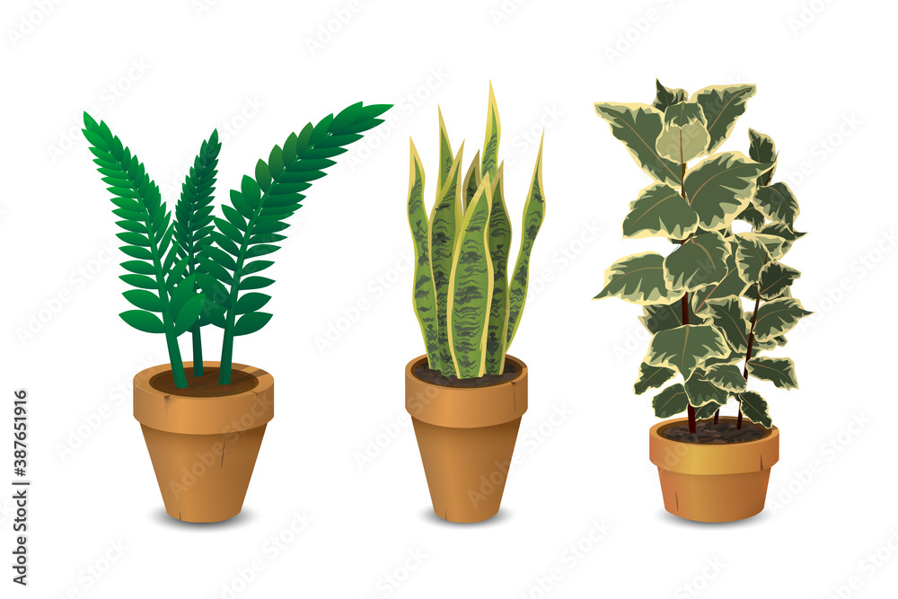 Fototapeta premium Houseplants, set of potted plants