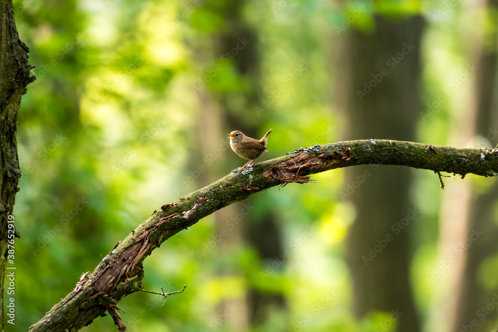 Strzyżyk zwyczajny Troglodytes troglodytes pięknie śpiewa na gałęzi, tenor w lesie