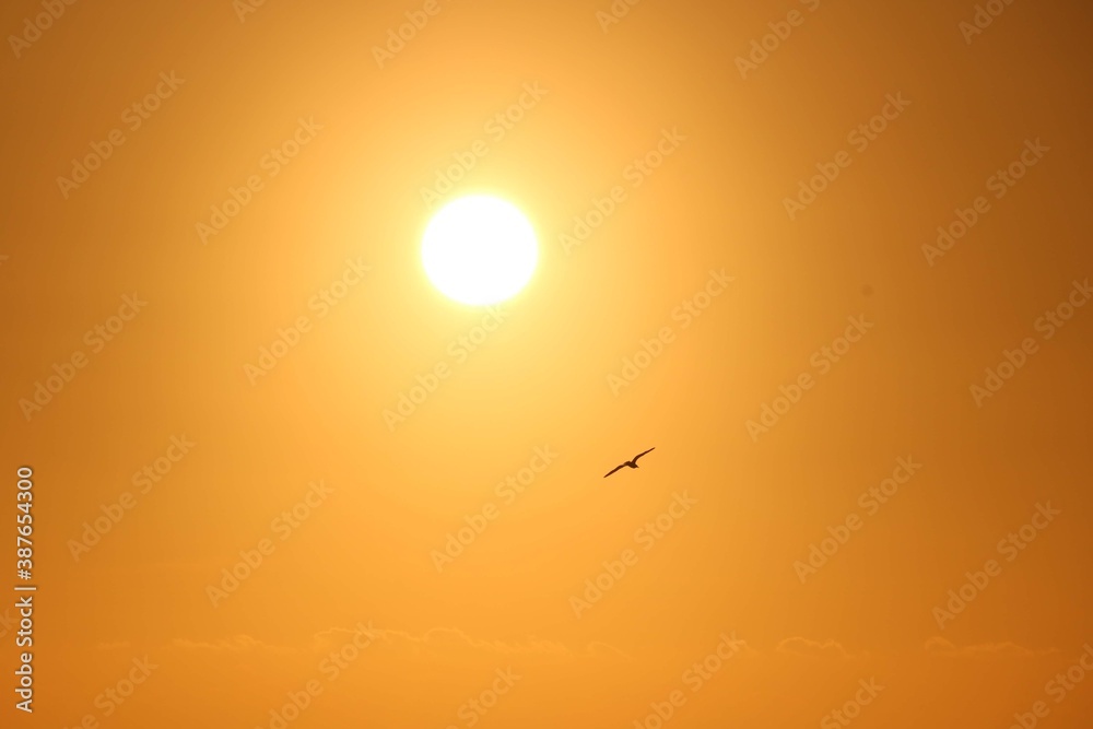 Vogel vor Orange Himmel bei Sonnenuntergang