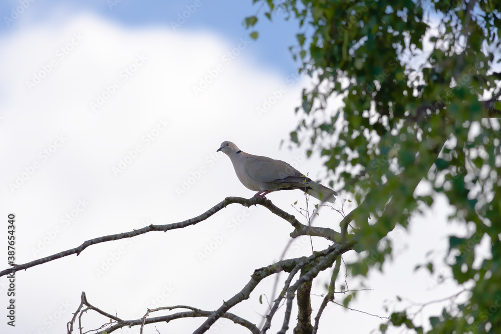 Sunlight catches the red eye of this wild collared dove on a branch Sunlight catches the red eye of this wild collared dove on a branch