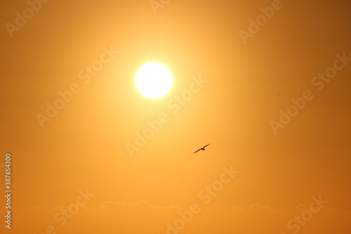Vogel vor Orange Himmel bei Sonnenuntergang © Max