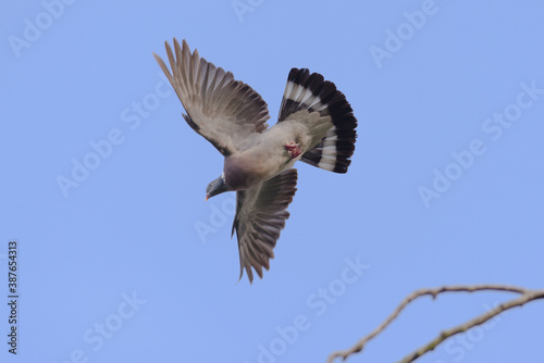 Underside of a flying pigeon with wings fully spread and legs tucked