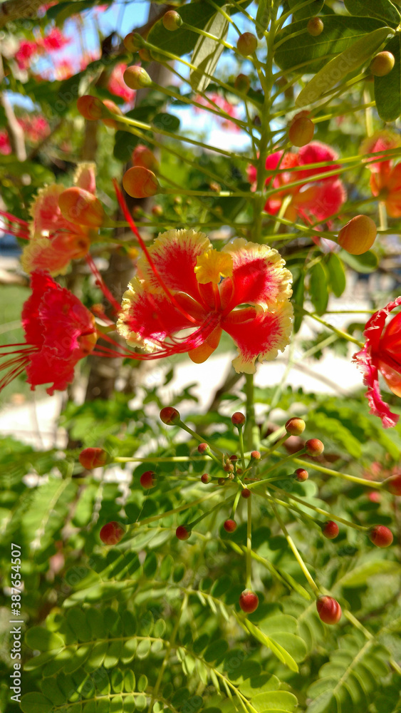 Obraz premium red berries on a tree