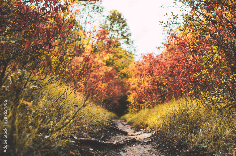 Scenic view of forest path from a low angle on a colourful autumn 