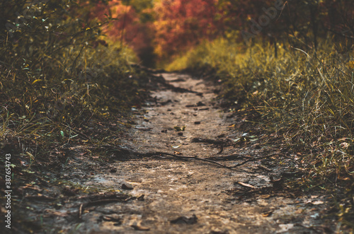 Wallpaper Mural Scenic view of forest path from a low angle on a colourful autumn  Torontodigital.ca