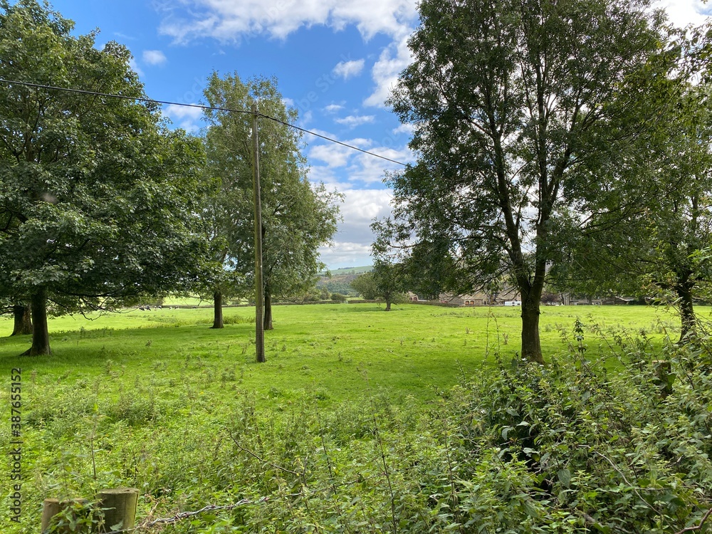Large meadow, with trees, wild plants, and houses in the distance in, Embsay with Eastby, Skipton, UK