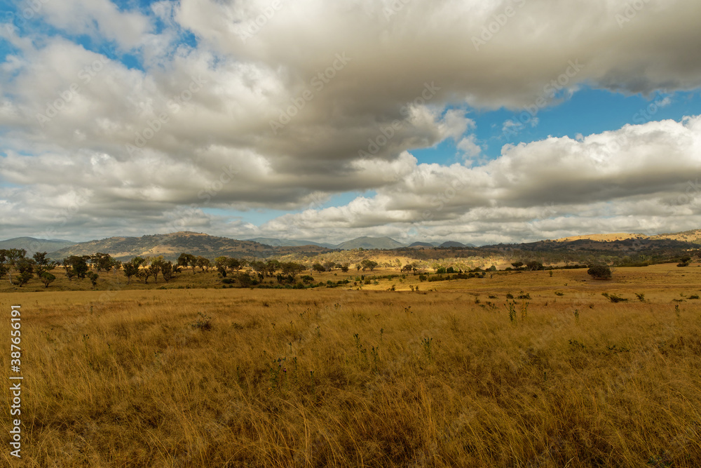 Landscape in Australia with kangaroos and wallaby, Tidbinbilla Nature Reserve, fringe of Namadgi National Park