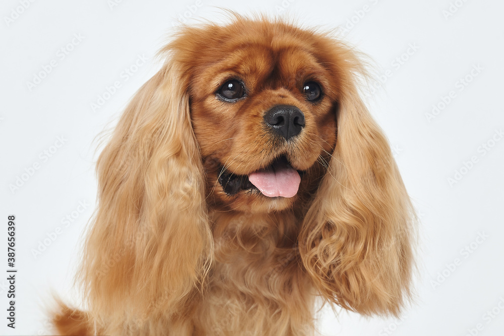 Cocker Spaniel in the Studio on a white background