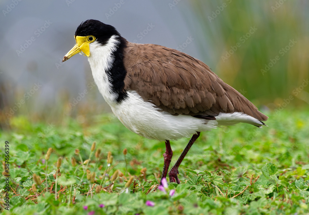 Vanellus miles - Masked Lapwing, wader from Australia and New Zealand. White, brown and yellow water bird Vanellus miles - Masked Lapwing, wader from Australia and New Zealand. White, brown and yellow water bird