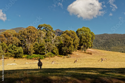Landscape in Australia with kangaroos and wallaby, Tidbinbilla Nature Reserve, fringe of Namadgi National Park photo