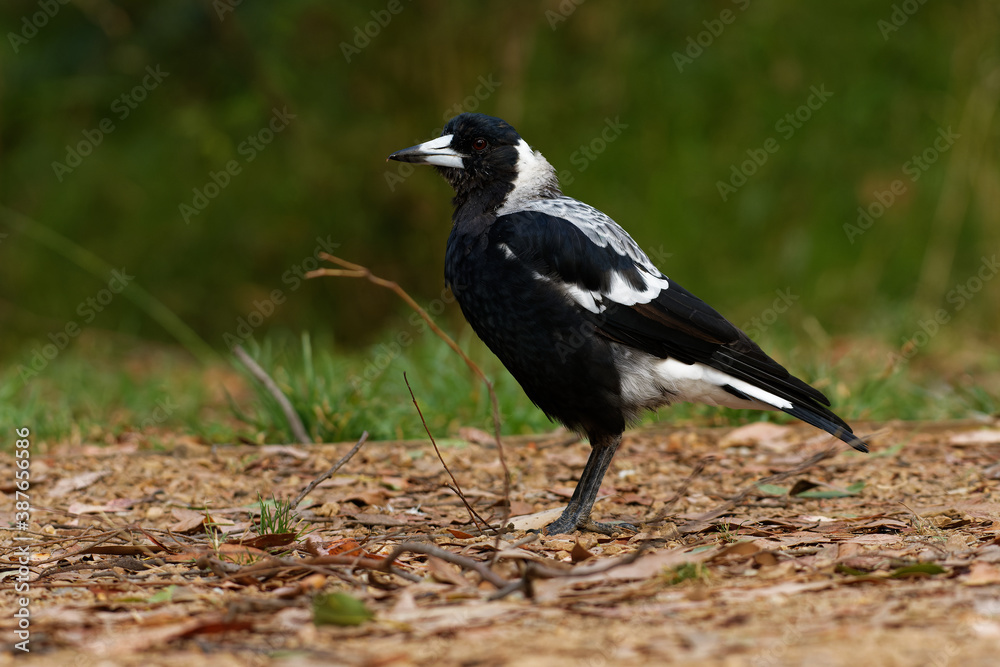 Australian Magpie - Gymnorhina tibicen in Australia, New Zealand, medium-sized black and white passerine bird native to Australia and southern New Guinea Australian Magpie - Gymnorhina tibicen in Australia, New Zealand, medium-sized black and white passerine bird native to Australia and southern New Guinea
