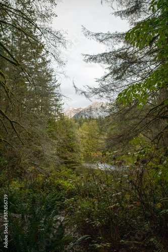 Lower mainland (Vancouver BC) mountains seen through the forest foliage. 