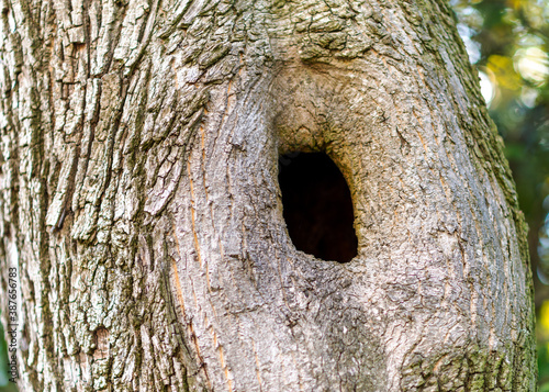 Nid dans un tronc d'arbre