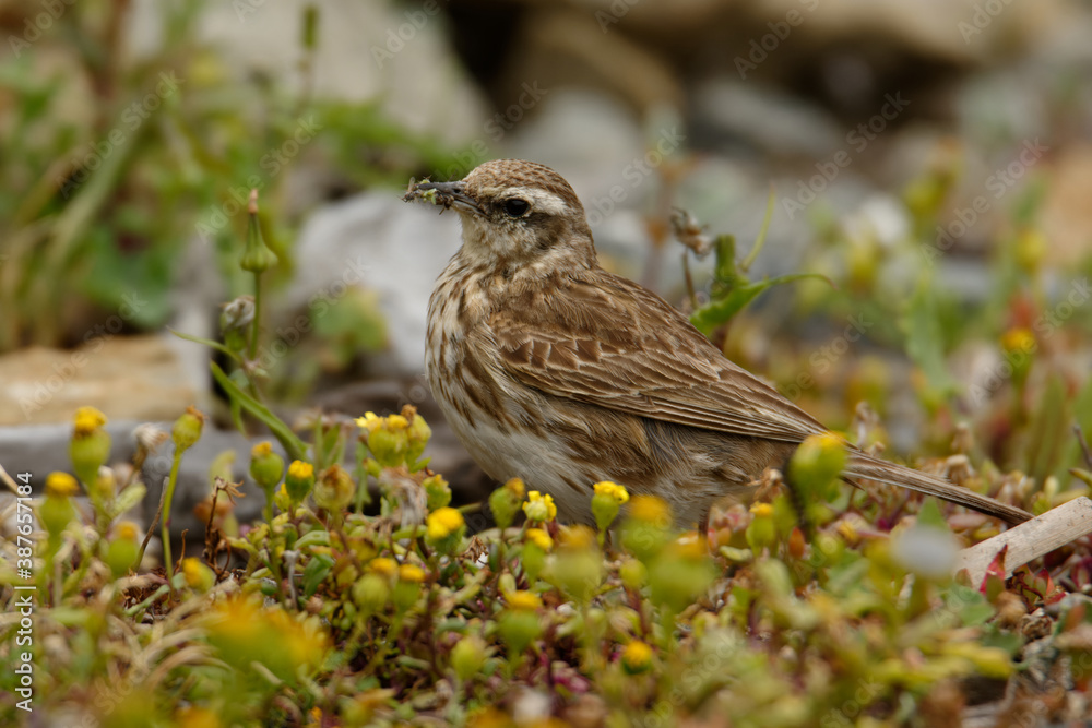 Australasian pipit - Anthus novaeseelandiae small passerine bird of open country in Australia, New Zealand and New Guinea. It belongs to the pipit genus Anthus in the family Motacillidae Australasian pipit - Anthus novaeseelandiae small passerine bird of open country in Australia, New Zealand and New Guinea. It belongs to the pipit genus Anthus in the family Motacillidae