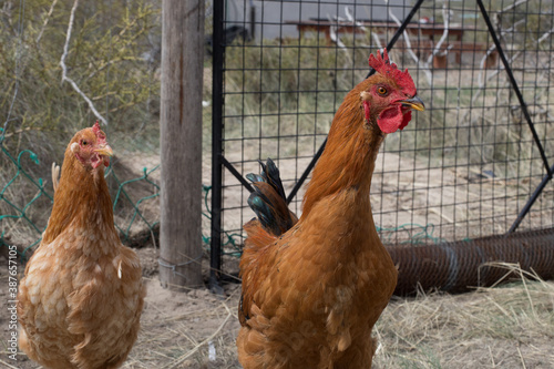 Happy Chicken in a cage 2