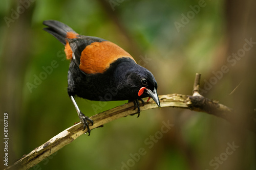 Singing North Island Saddleback - Philesturnus rufusater - tieke in the New Zealand Forest, very special species of endemic bird photo