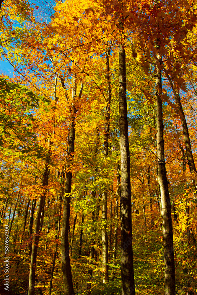 Fototapeta premium autumn in the forest