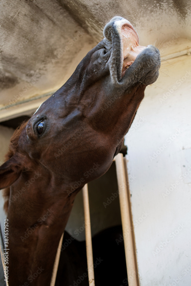 Obraz premium the horse lifts its head up and shows its teeth