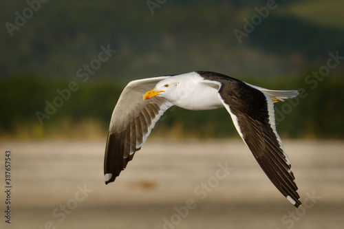 Southern black-backed gull - Larus dominicanus - karoro in maori, also known as Kelp Gull or Dominican or Cape Gull, breeds on coasts and islands through much of the southern hemisphere © phototrip.cz