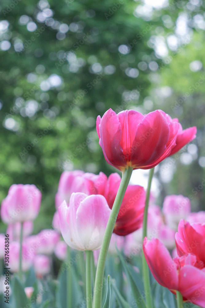 pink and white tulips.spring flowers. floral background. spring background. tulips. primroses. spring and easter. summer flowers. flowers in the park.