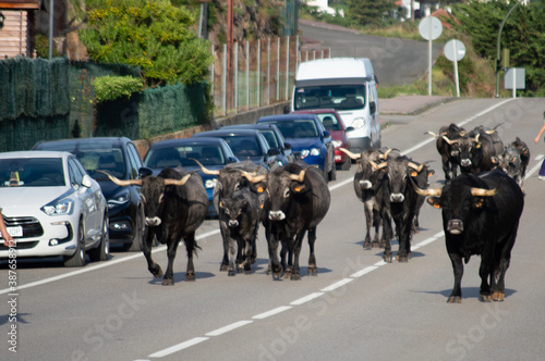 A herd of cows and veals walking a road