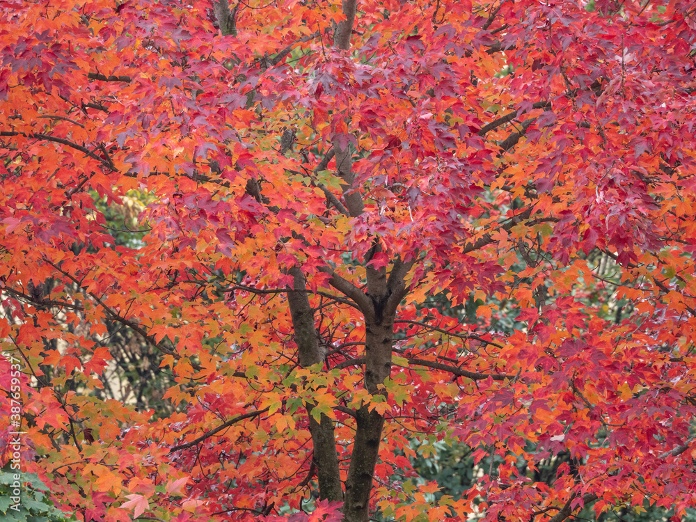 tree leaves with bright autumn tones, colorful autumn colors, leaves made red by fall tree leaves with bright autumn tones, colorful autumn colors, leaves made red by fall