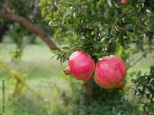 Two large ripe juicy pomegranates hang from a branch against a background of greenery