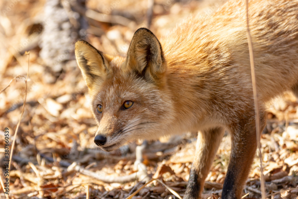Fototapeta premium A fox among dry autumn grass at Cape Tobizin on Russian Island in Vladivostok.