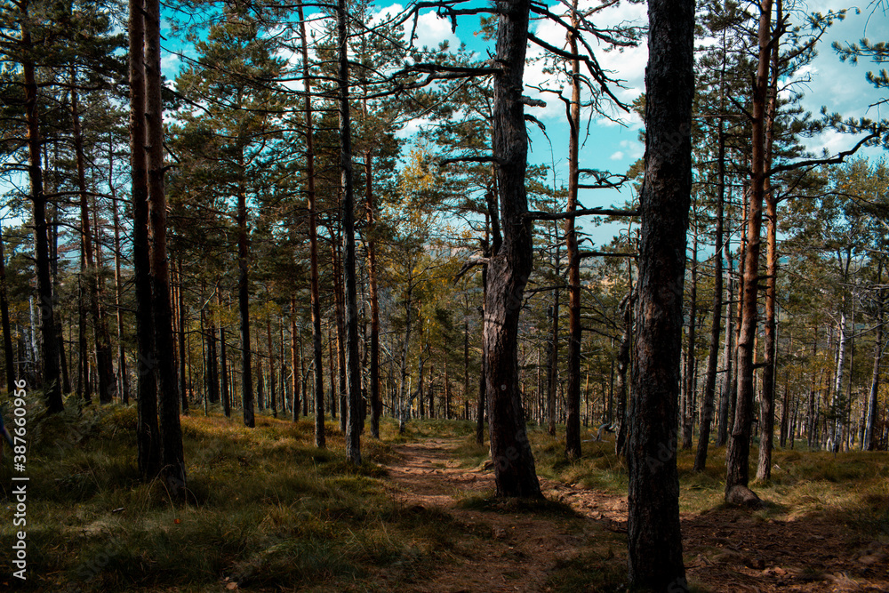 Fototapeta premium Beautiful forest landscape