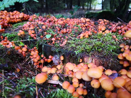 mushrooms