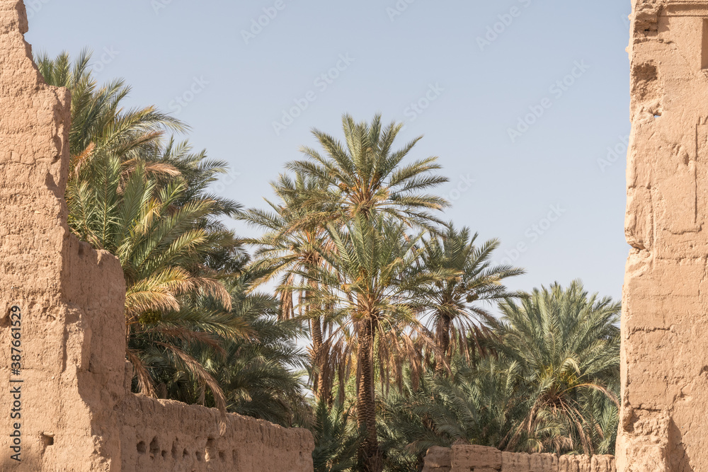 Fototapeta premium palm tree in the desert
