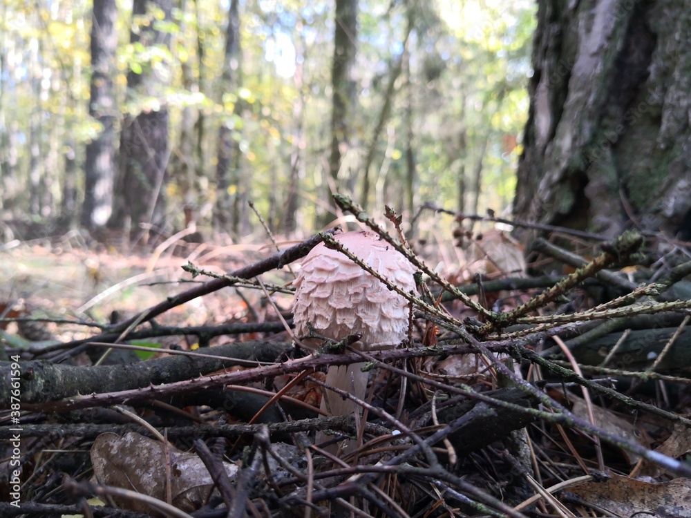 mushrooms mushrooms