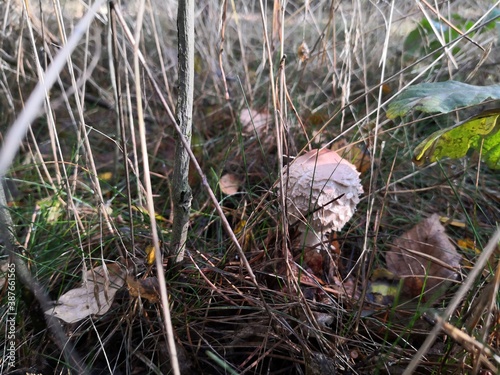 mushrooms
