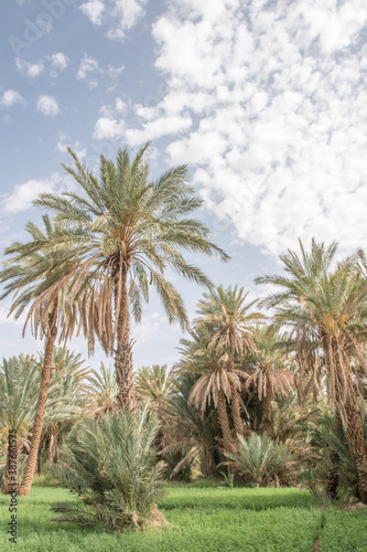 Dates palm trees in the park