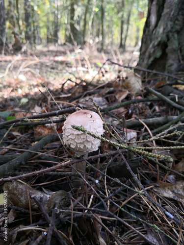 mushrooms
