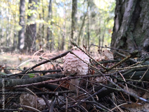 mushrooms