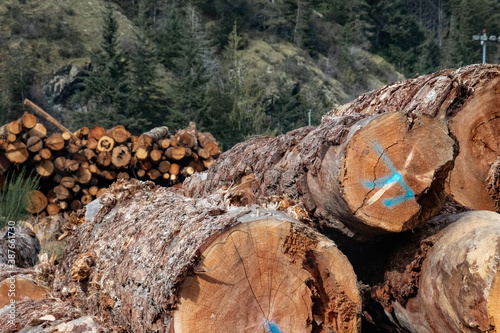 Wooden logs of pine woods stacked in a pile in Sayward, Canada photo